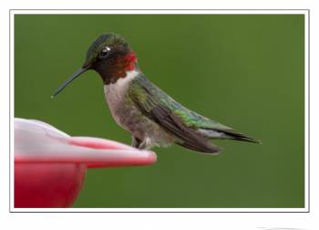 humming bird 5.jpg